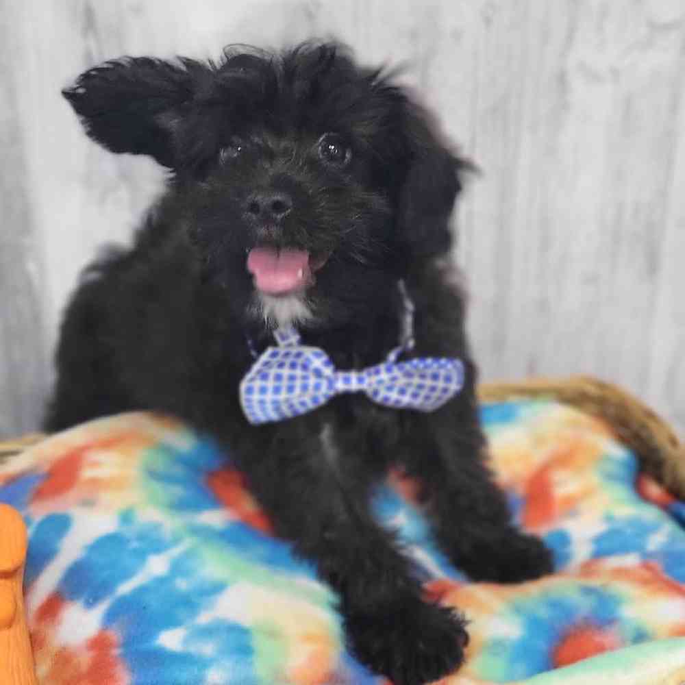 Male Papi-Poo Puppy for Sale in Saugus, MA