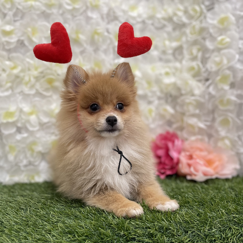 Female Pomeranian Puppy for Sale in Braintree, MA