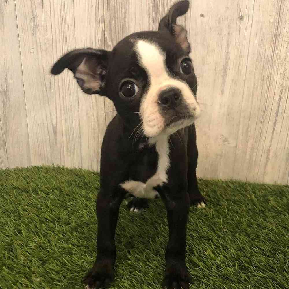 Female Boston Terrier Puppy for sale