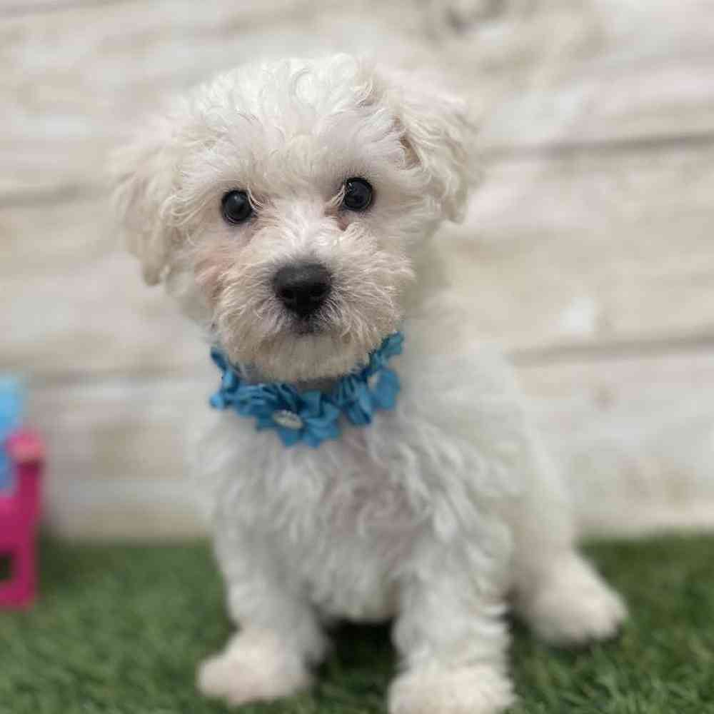 Female Bichon Frise Puppy for Sale in Braintree, MA