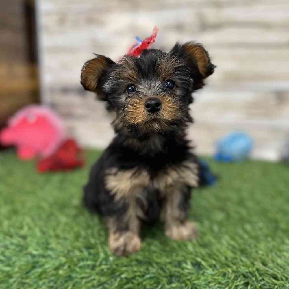 Female Yorkshire Terrier Puppy for Sale in Saugus, MA