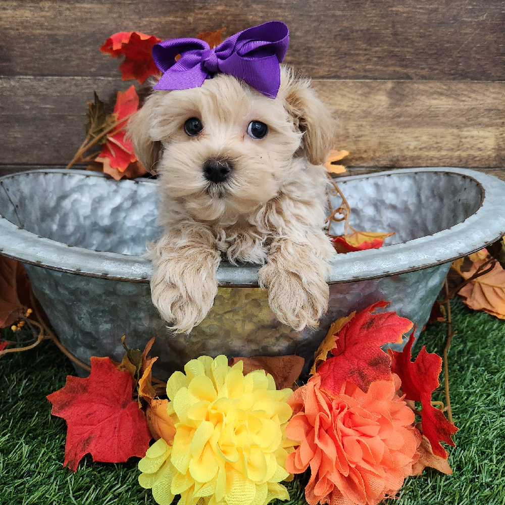 Female Malti-Poo Puppy for Sale in Braintree, MA