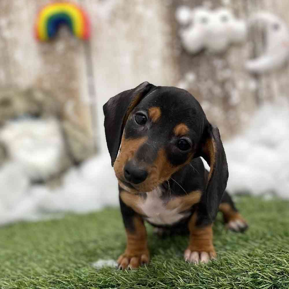 Female Dachshund Puppy for Sale in Braintree, MA