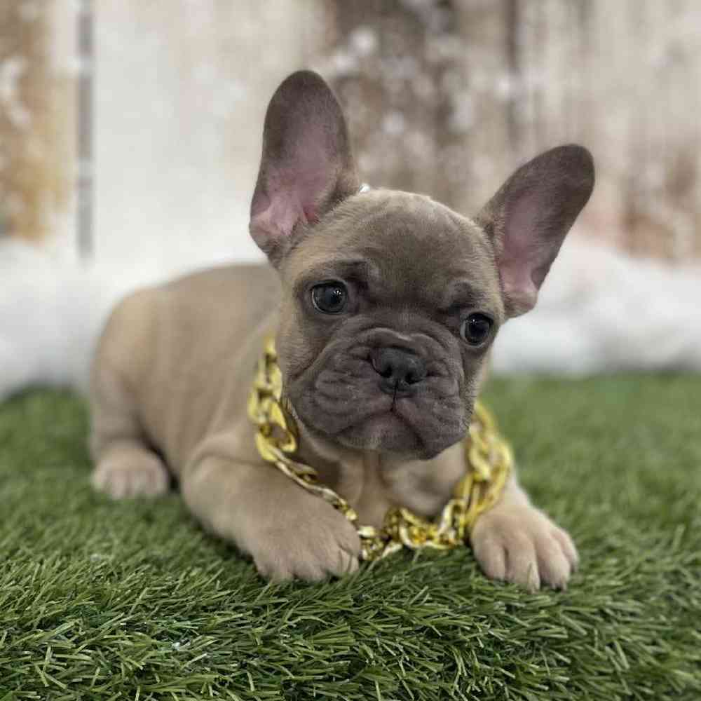 Male French Bulldog Puppy for Sale in Braintree, MA