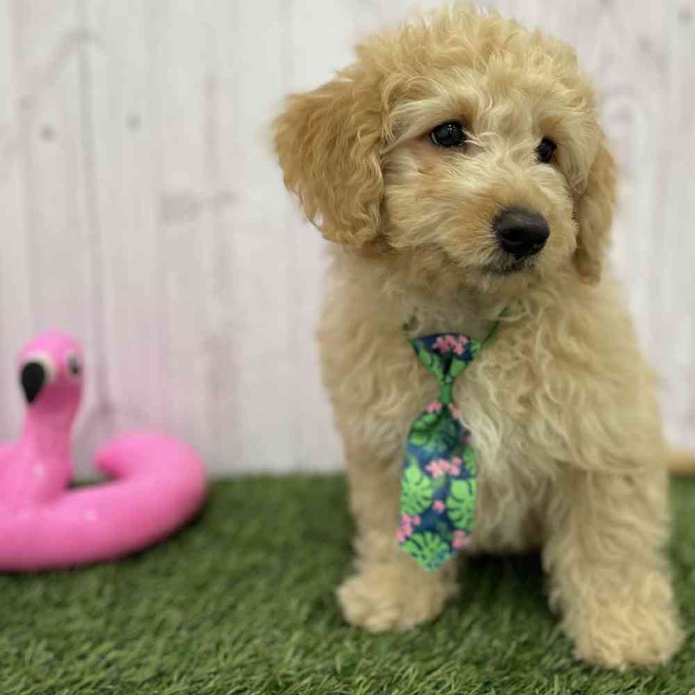 Male Mini Goldendoodle 2nd Gen Puppy for Sale in Braintree, MA