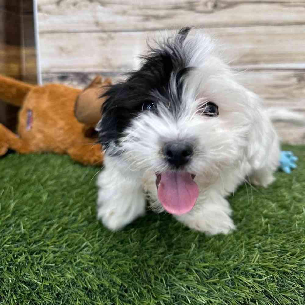 Coton De Tulear For Sale Pet Express Saugus