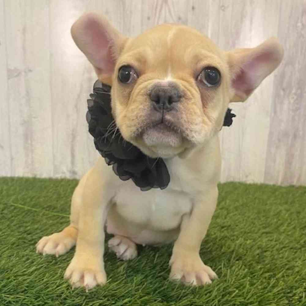 Female French Bulldog Puppy for Sale in Saugus, MA