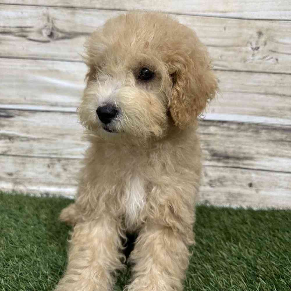 Poodle (MINI) For Sale Pet Express Saugus