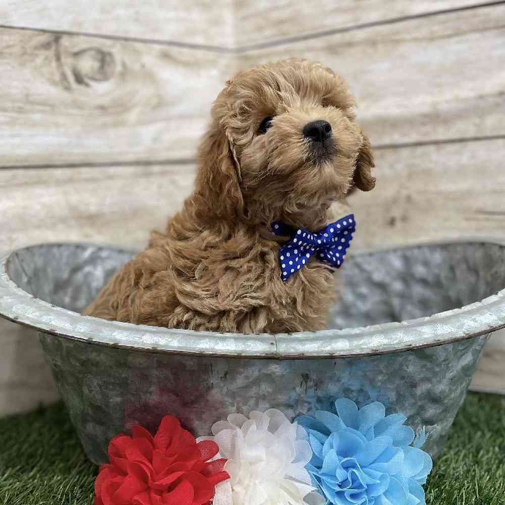Male Mini Labradoodle 2nd Gen Puppy for Sale in Braintree, MA