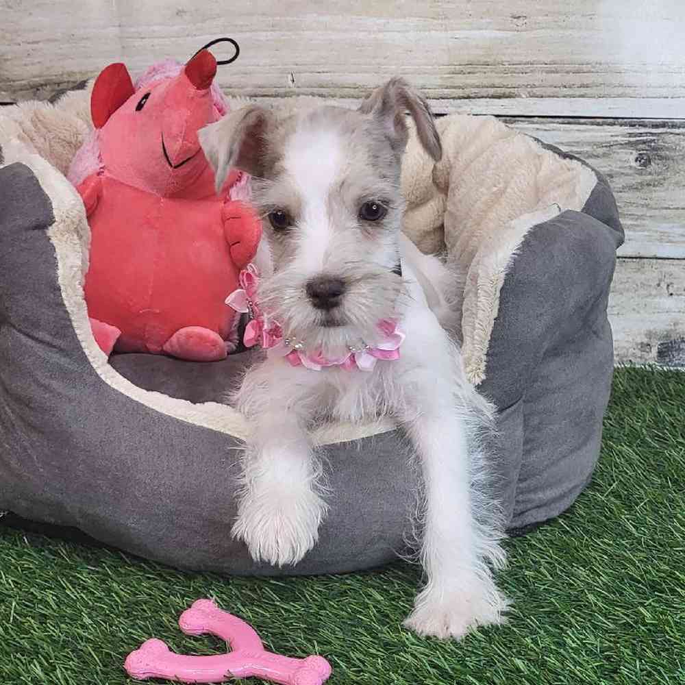 Female Miniature Schnauzer Puppy for Sale in Saugus, MA
