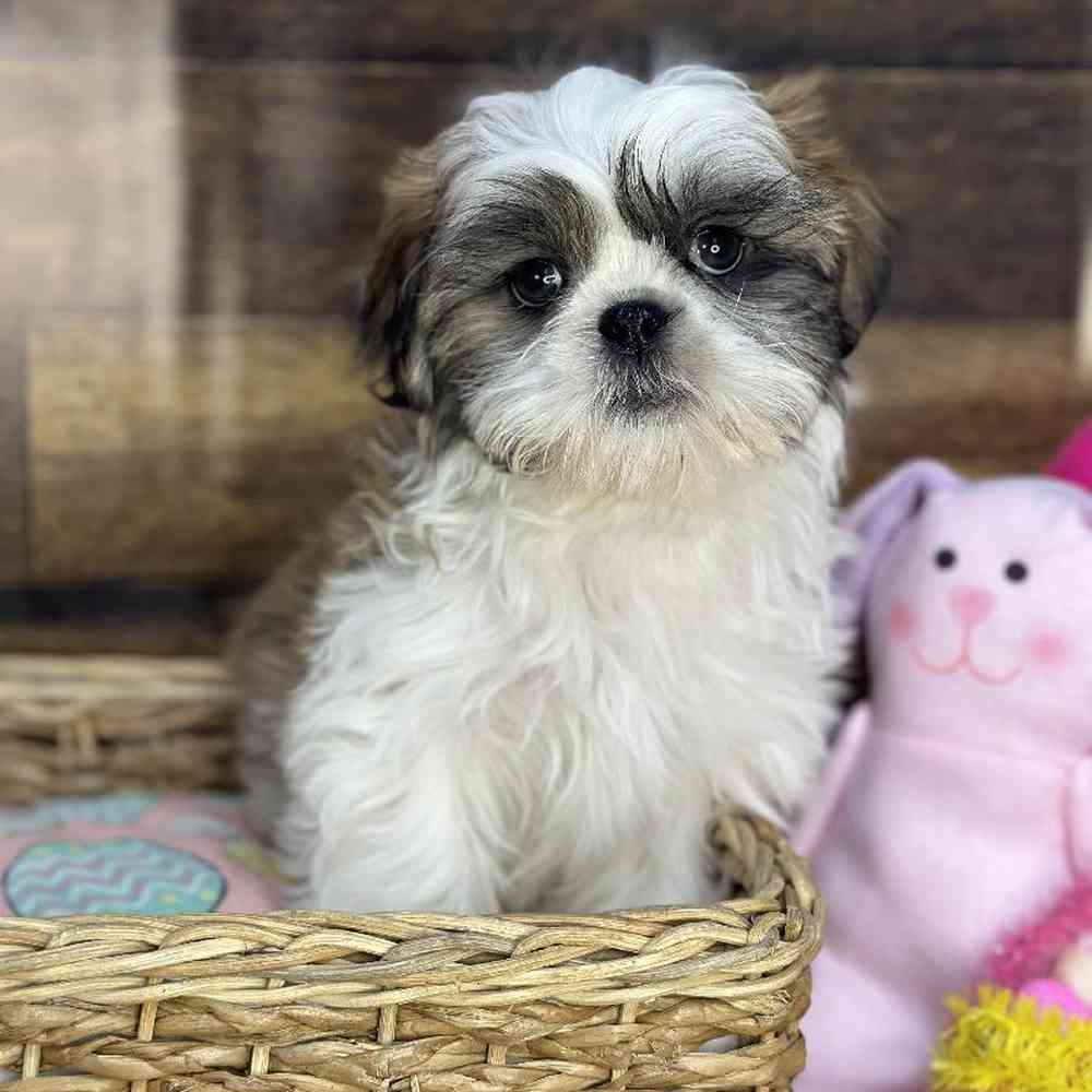 Male Shih Tzu Puppy for Sale in Saugus, MA
