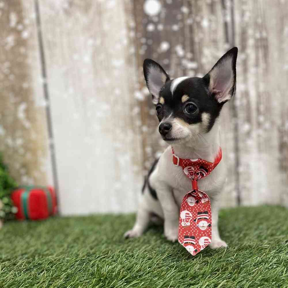 Male Chihuahua Puppy for Sale in Braintree, MA