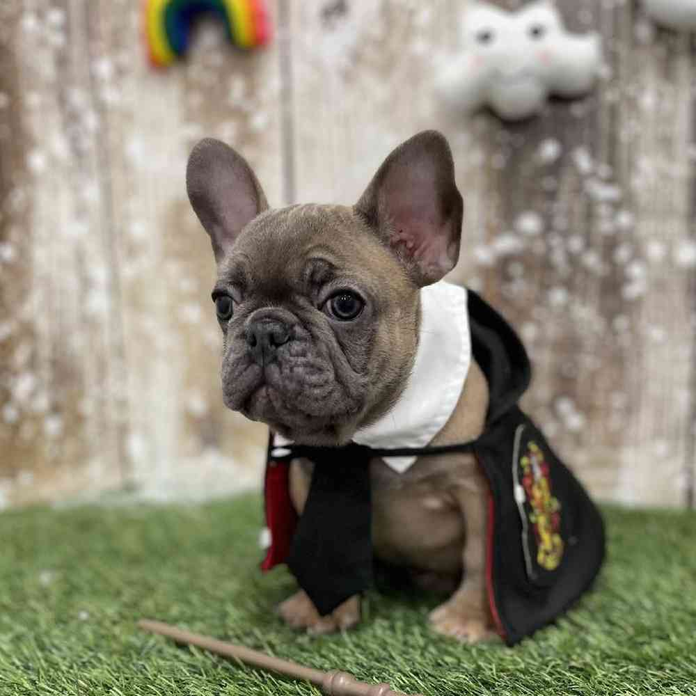 Male French Bulldog Puppy for Sale in Braintree, MA