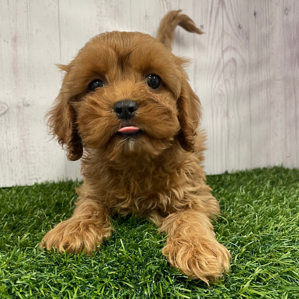 Female Cavapoo Puppy for Sale in Braintree, MA