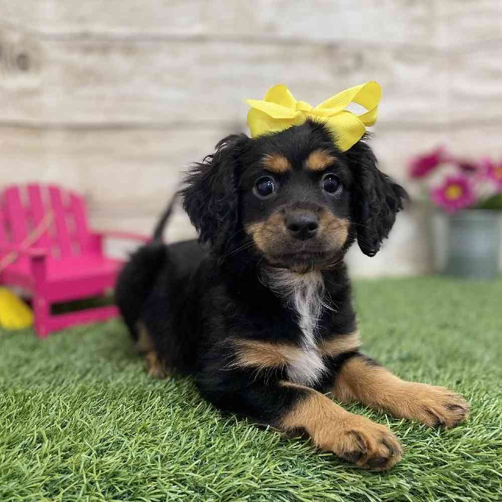 Female Cotralian (Mini Aussie/Cocker Spaniel) Puppy for Sale in Braintree, MA