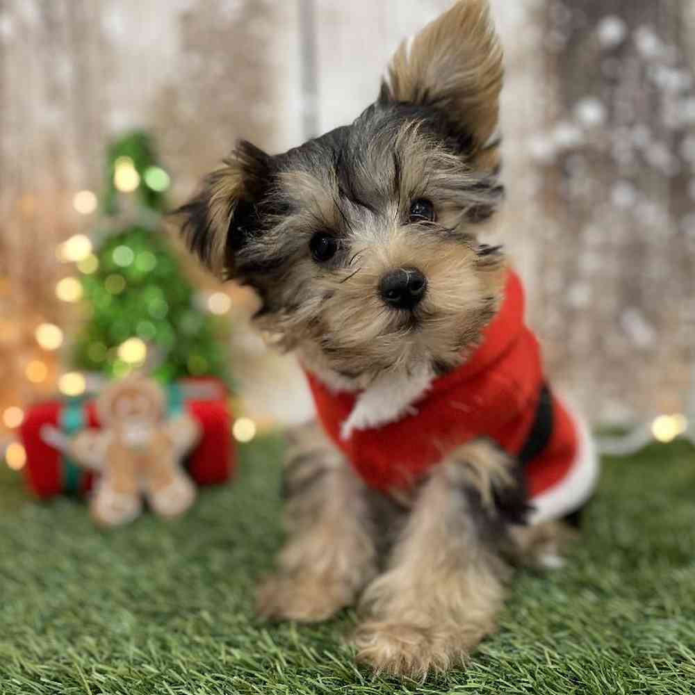 Male Yorkshire Terrier Puppy for Sale in Braintree, MA