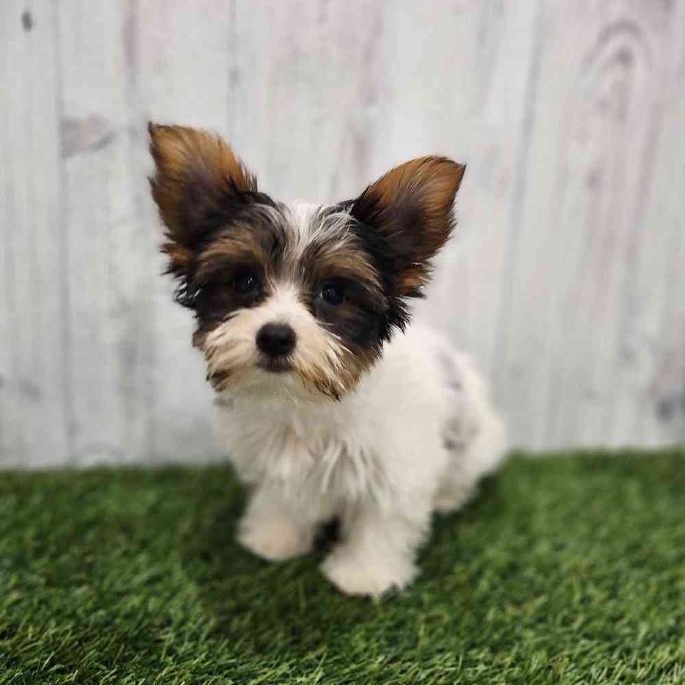 Male Yorkshire Terrier Puppy for sale