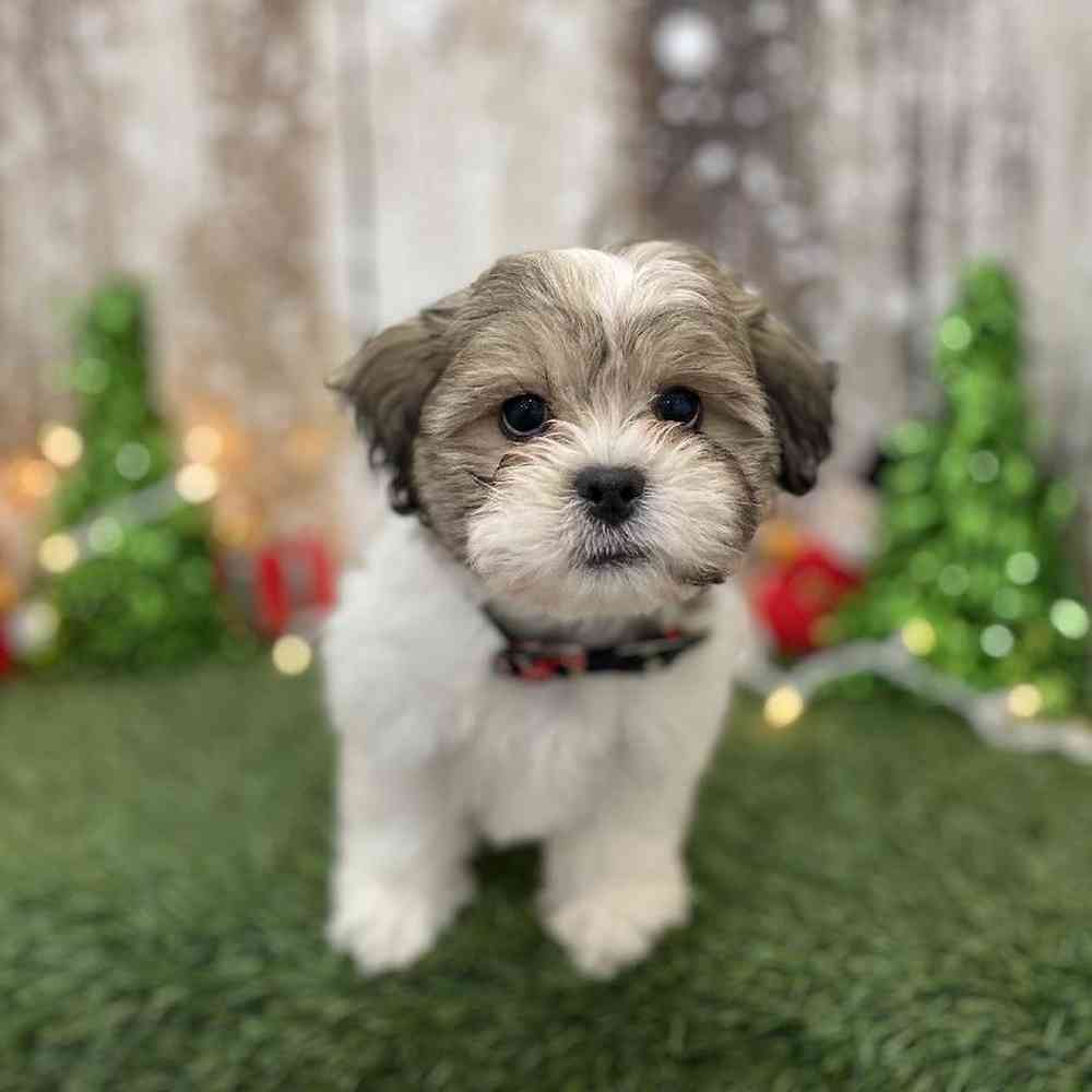 Male Teddy Bear (Zuchon) Puppy for Sale in Braintree, MA