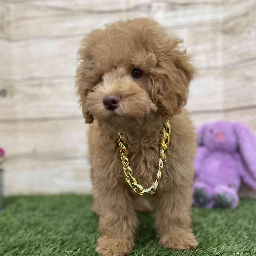Male Mini NewfyPoo Puppy for Sale in Braintree, MA