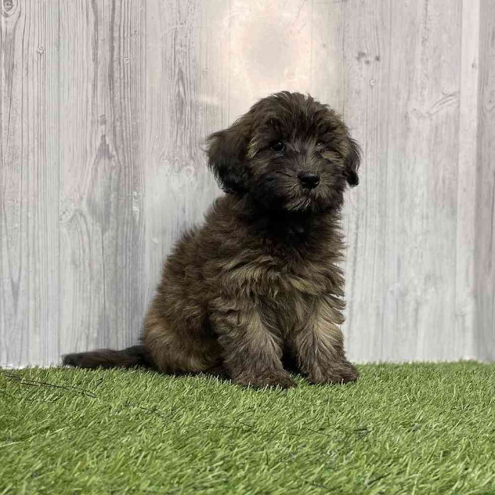 Female Mini Whoodle Puppy for sale