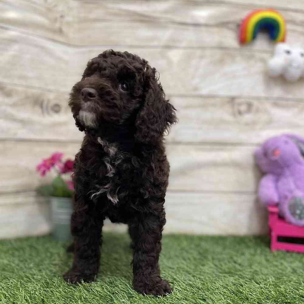 Female Mini Labradoodle 2nd Gen Puppy for Sale in Braintree, MA