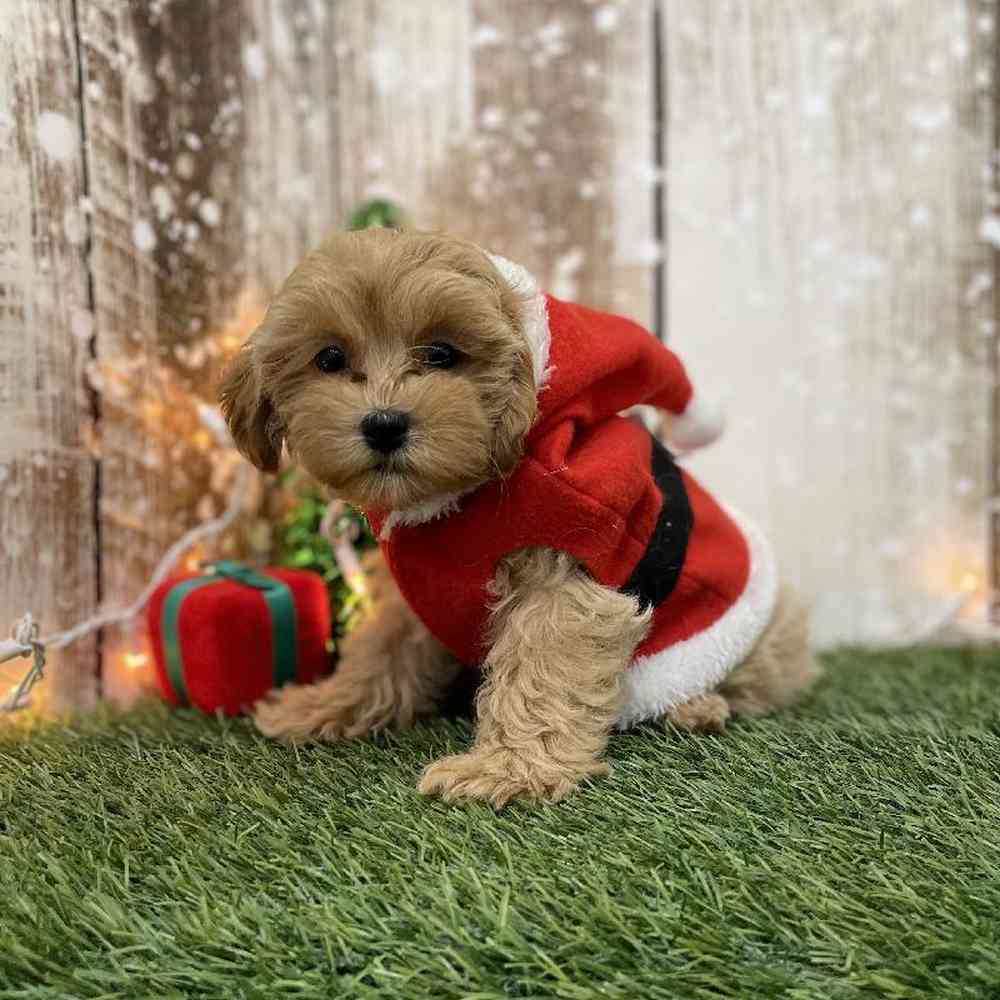 Male Shih-Poo Puppy for Sale in Braintree, MA