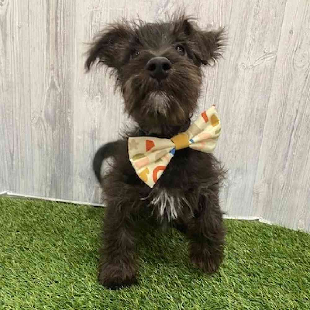 Male Wauzer (Westie/Min Schnauzer) Puppy for Sale in Braintree, MA