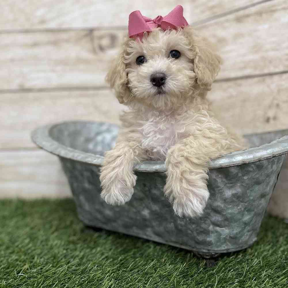 Female Cavachon Puppy for Sale in Braintree, MA