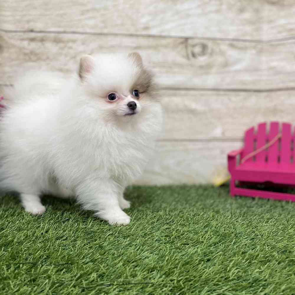 Female Pomeranian Puppy for Sale in Braintree, MA