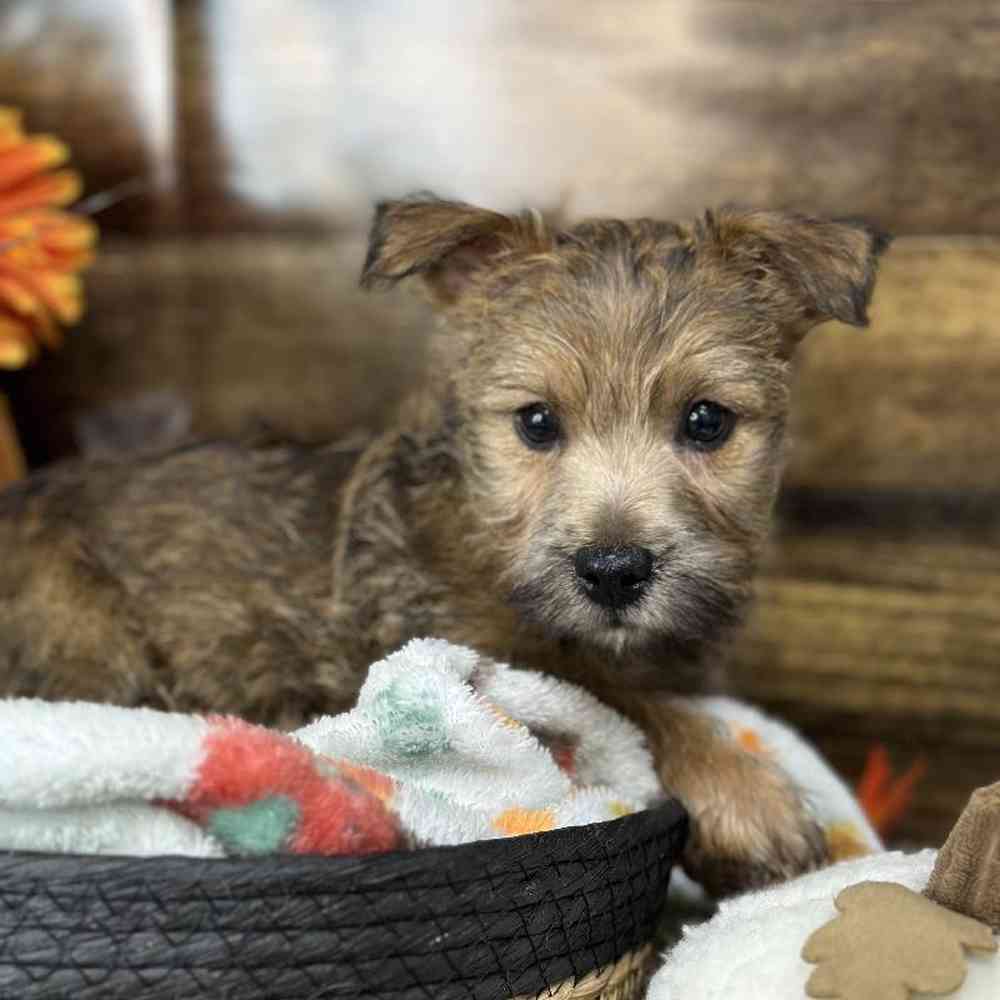 Male Cairn Terrier Puppy for Sale in Saugus, MA