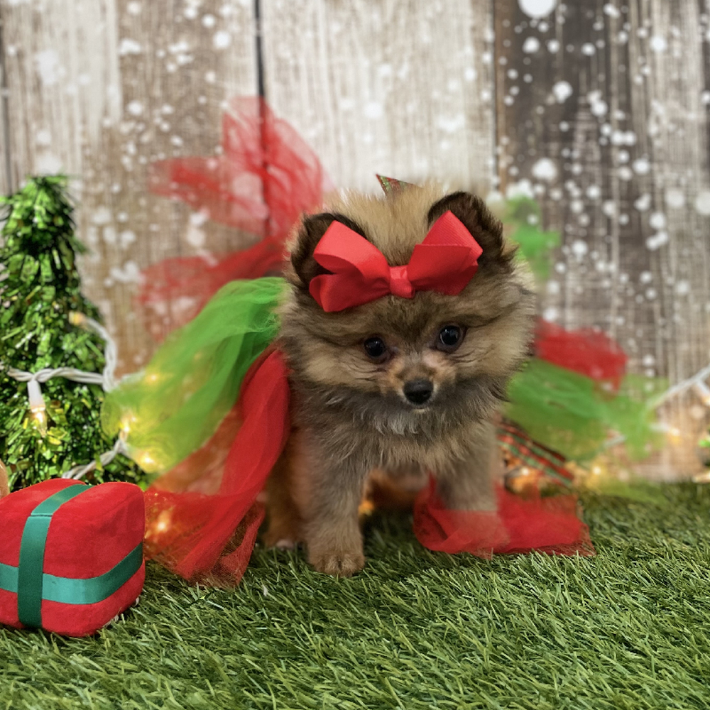 Female Pomeranian Puppy for Sale in Braintree, MA