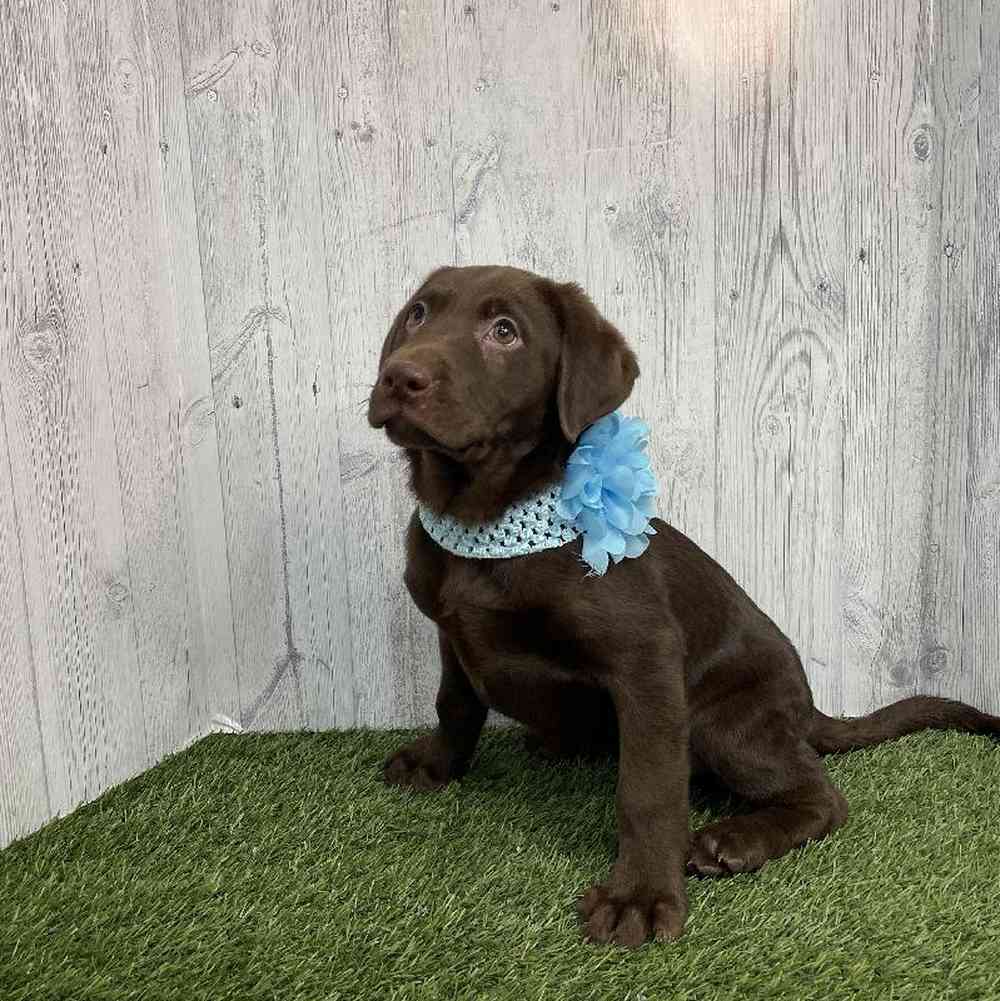 Female Labrador Retriever Puppy for sale