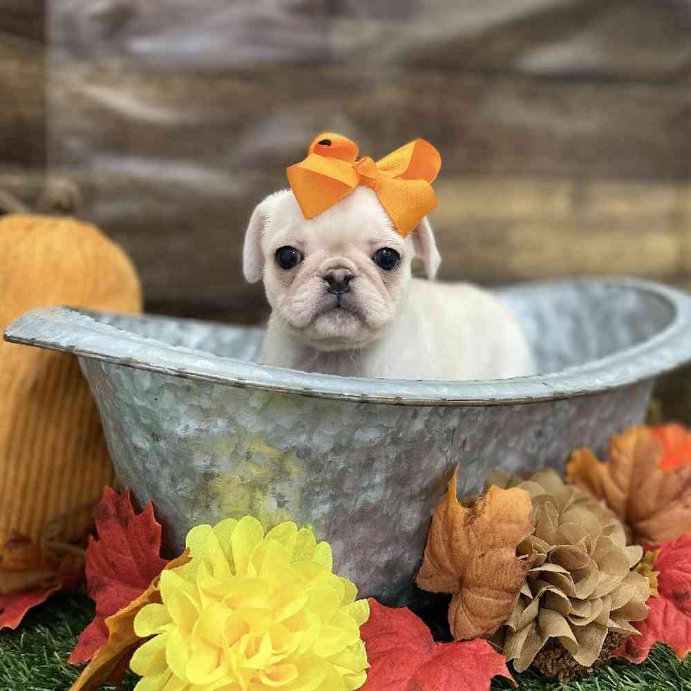 Female Pug Puppy for Sale in Braintree, MA