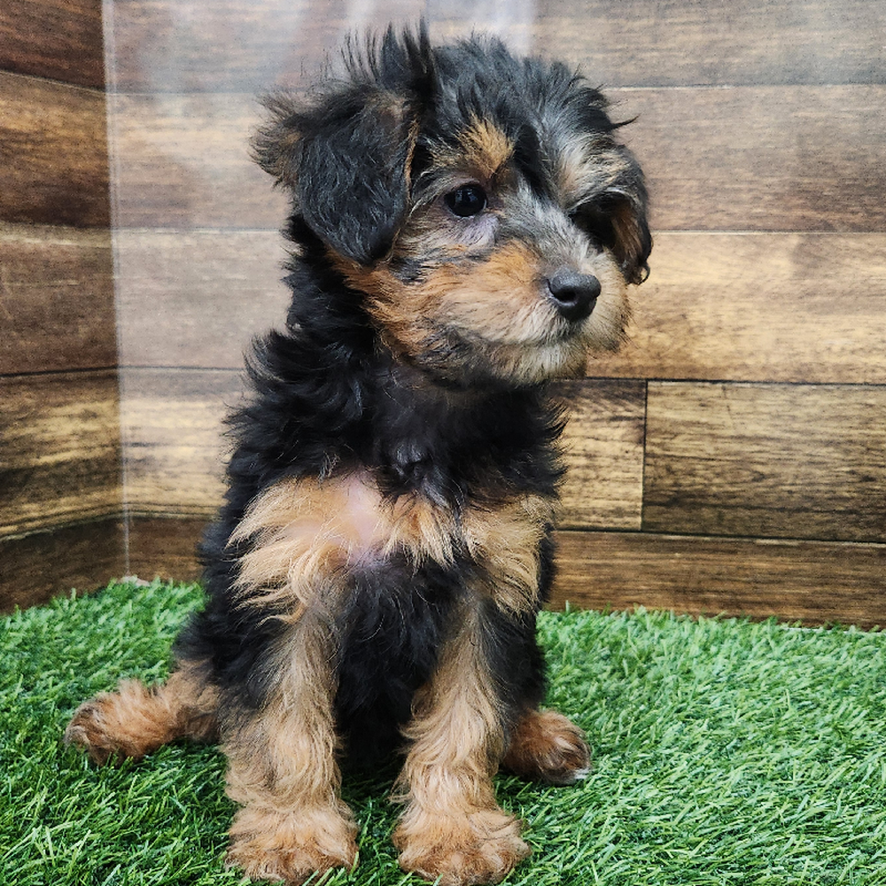 Female Yorkie-Poo Puppy for Sale in Braintree, MA