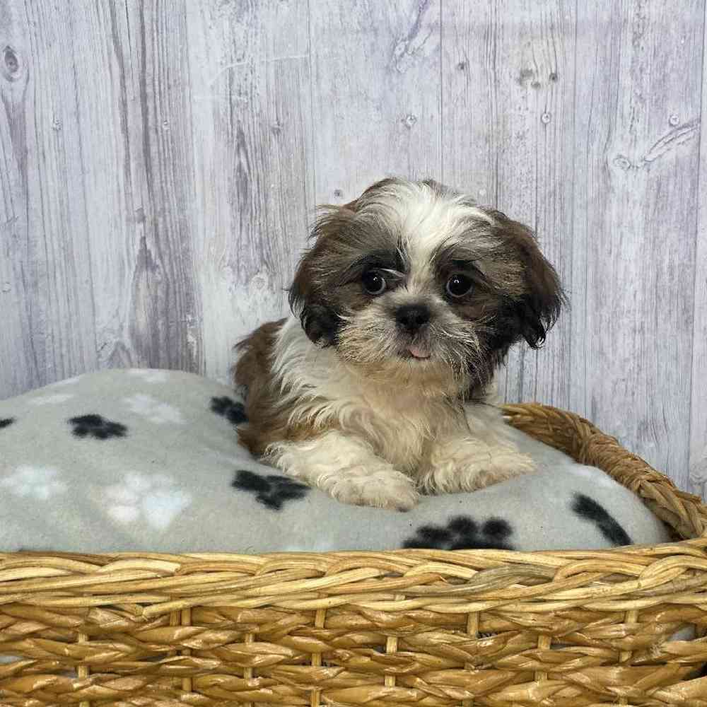 Male Shih Tzu Puppy for Sale in Saugus, MA