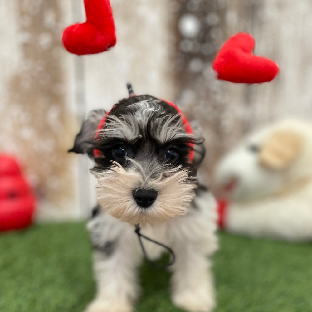Male Miniature Schnauzer Puppy for Sale in Braintree, MA