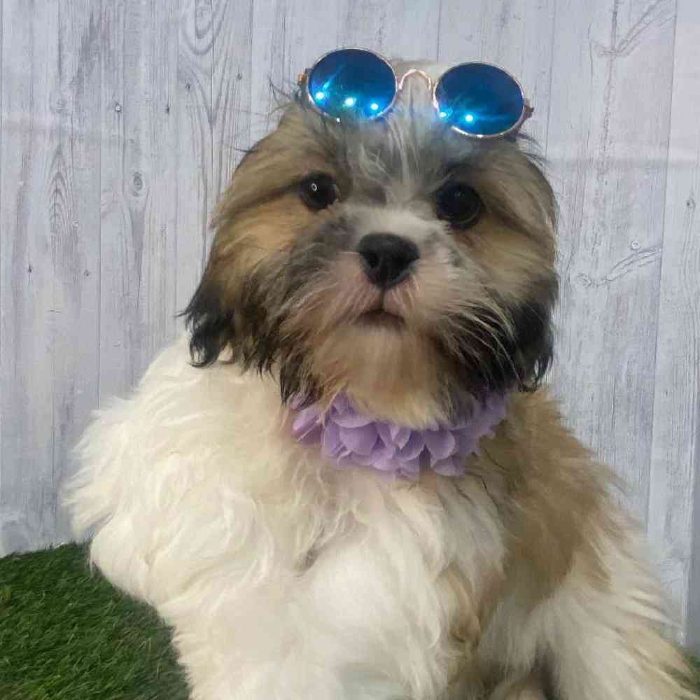 Female Shih Tzu Puppy for Sale in Saugus, MA