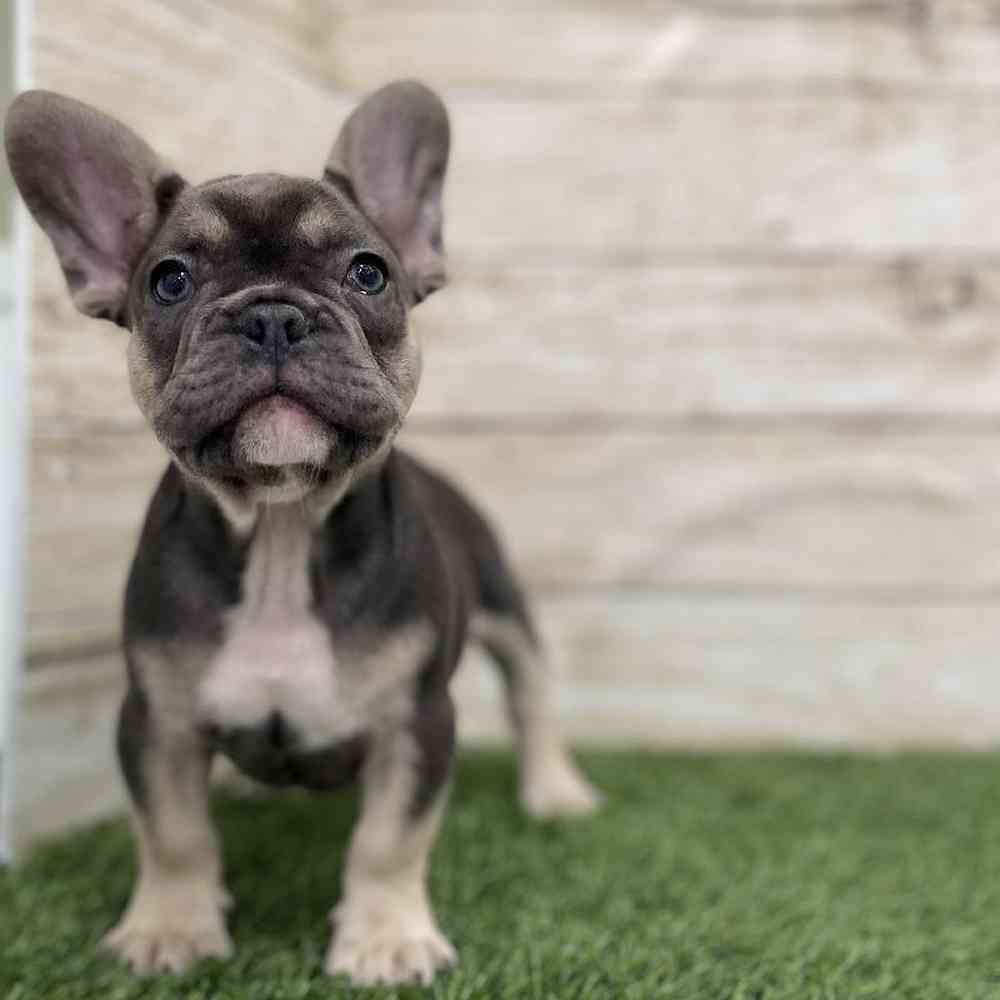 Male French Bulldog Puppy for Sale in Braintree, MA