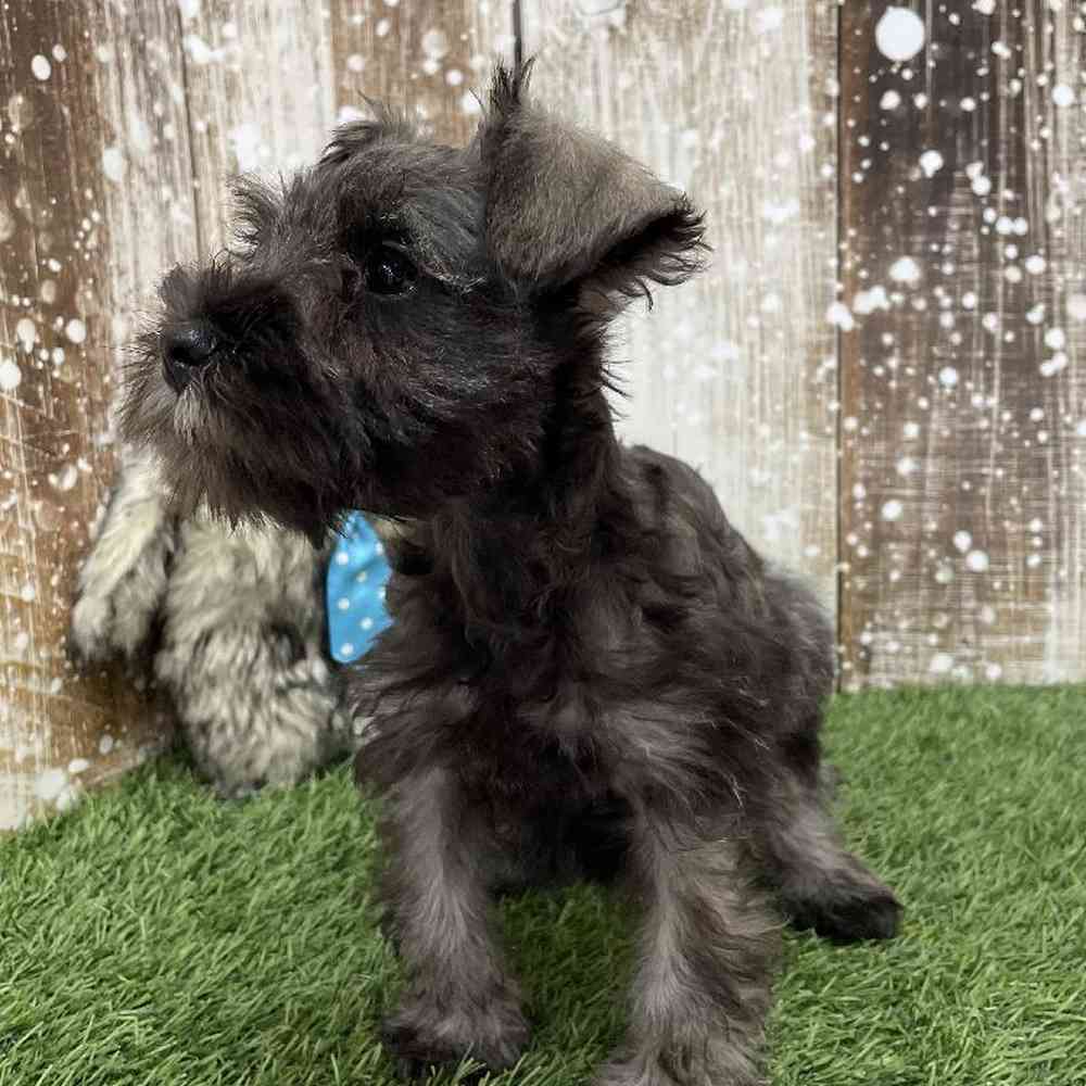 Male Miniature Schnauzer Puppy for Sale in Braintree, MA
