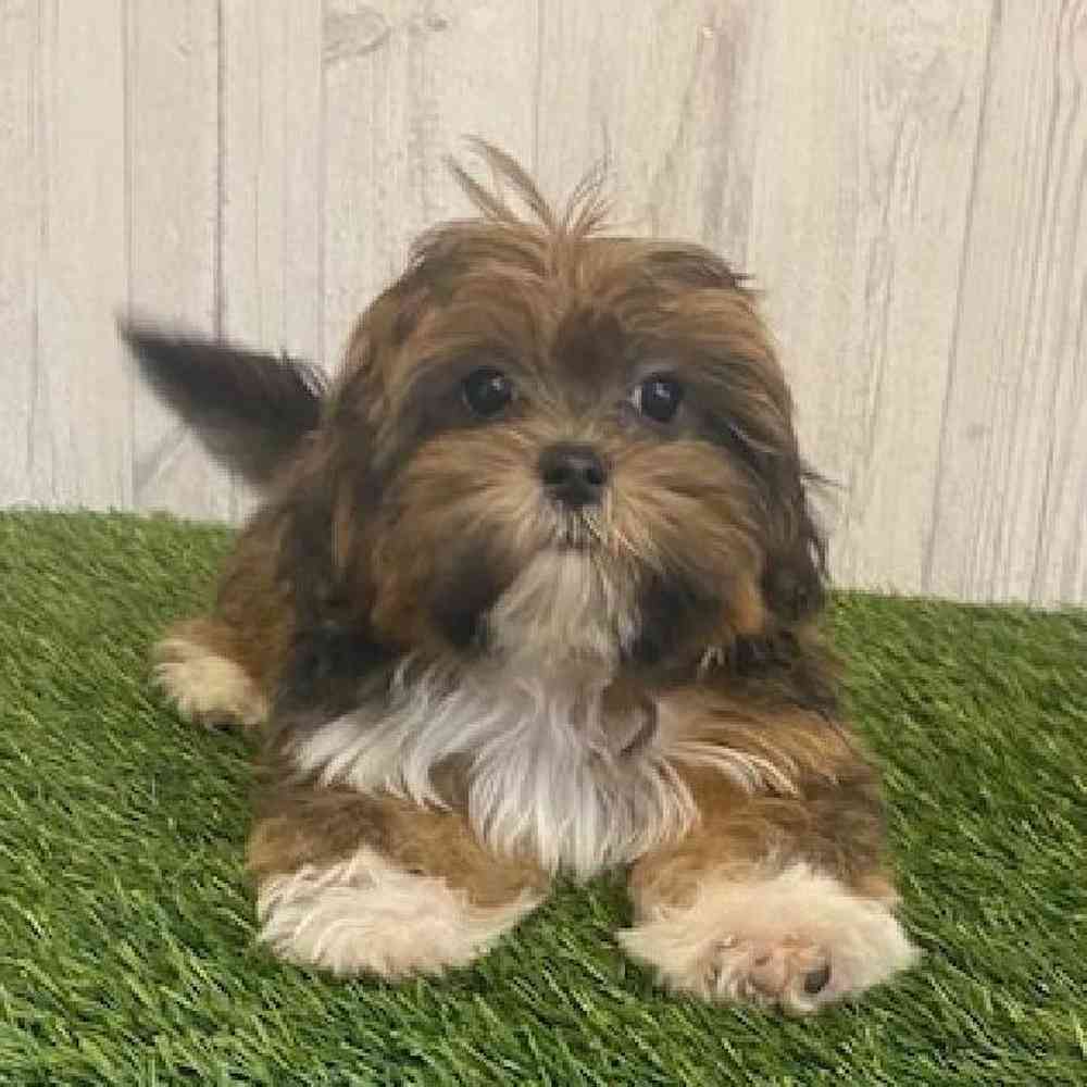 Male Lhasa Apso Puppy for sale