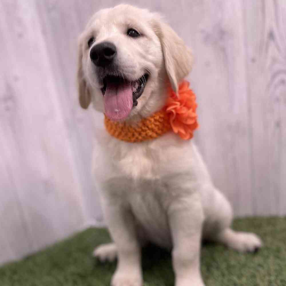 Female Golden Retriever Puppy for sale