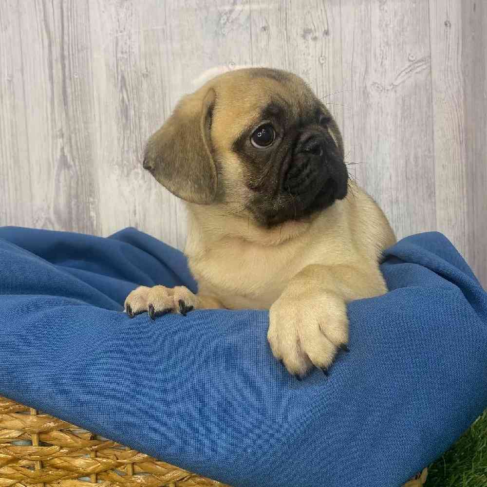 Male Pug Puppy for Sale in Saugus, MA