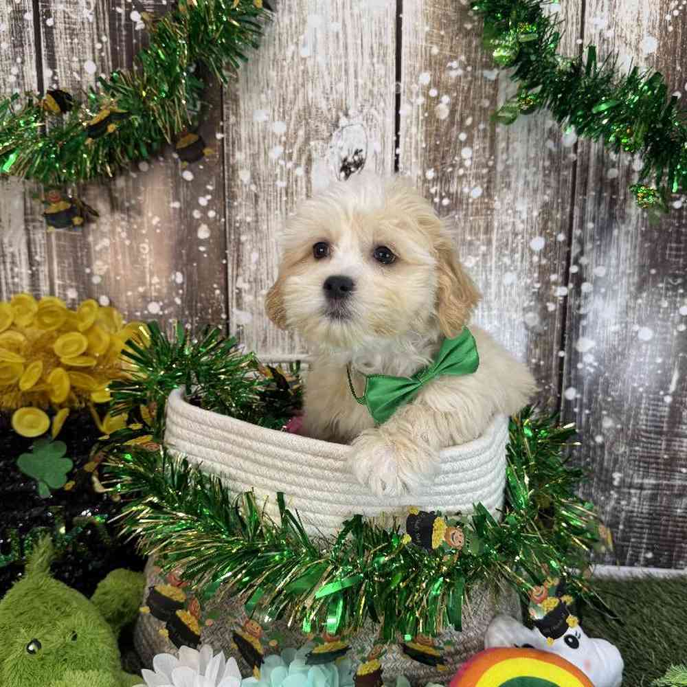 Male Lhasa-Poo Puppy for Sale in Saugus, MA