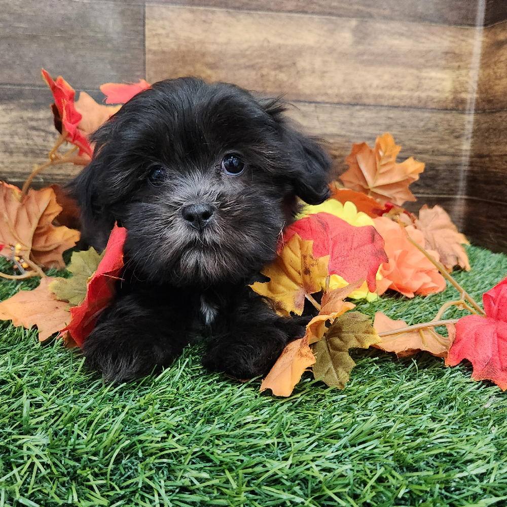 Female Malshi Puppy for Sale in Braintree, MA