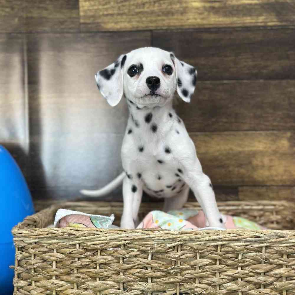 Female Dalmatian Puppy for Sale in Saugus, MA