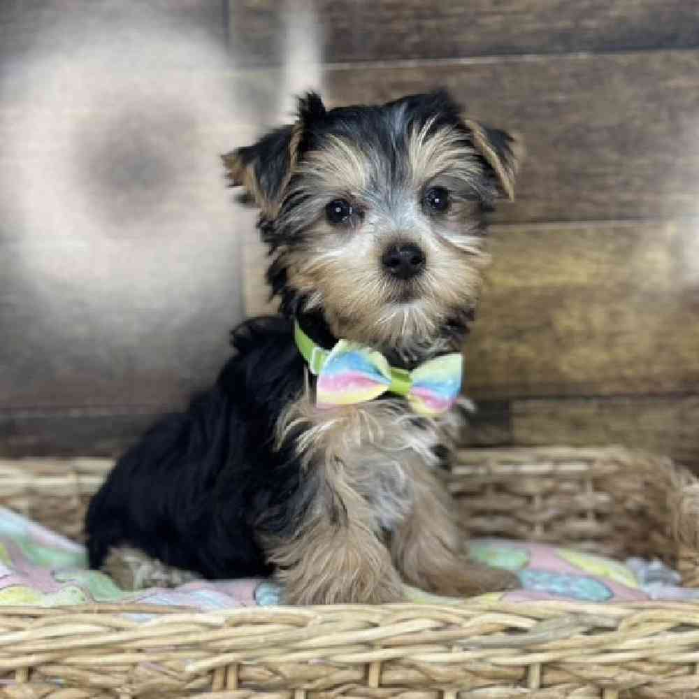 Male Yorkshire Terrier Puppy for Sale in Saugus, MA