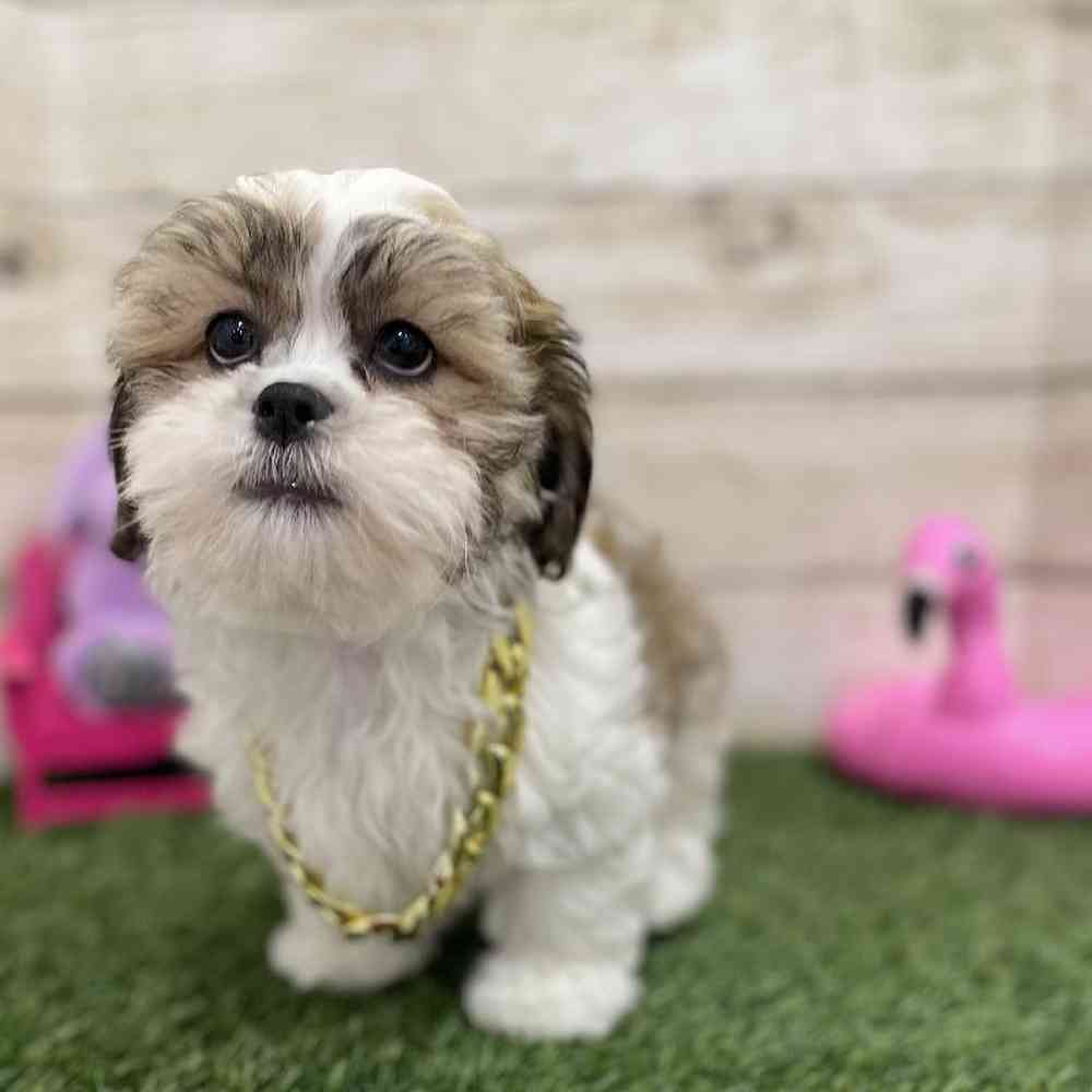 Male Teddy Bear (Zuchon) 2nd Gen Puppy for Sale in Braintree, MA