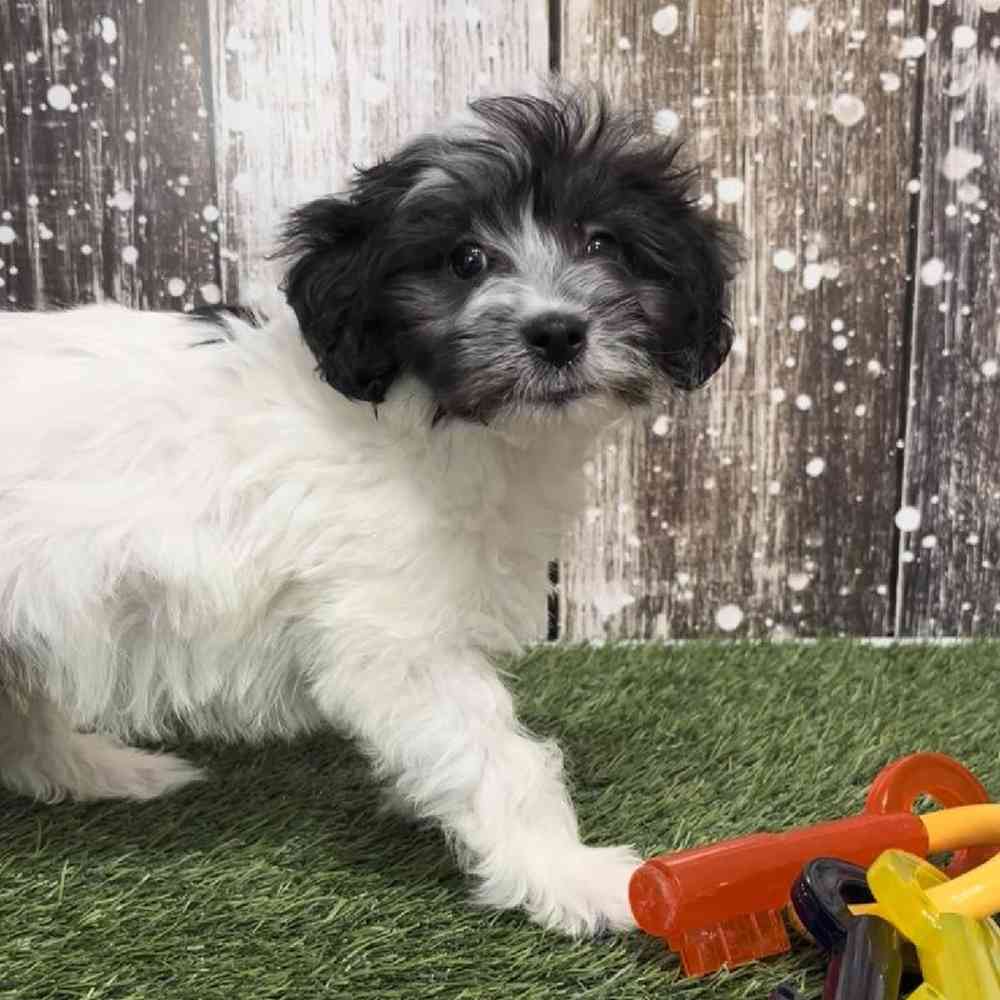 Male Coton Poodle Puppy for Sale in Saugus, MA
