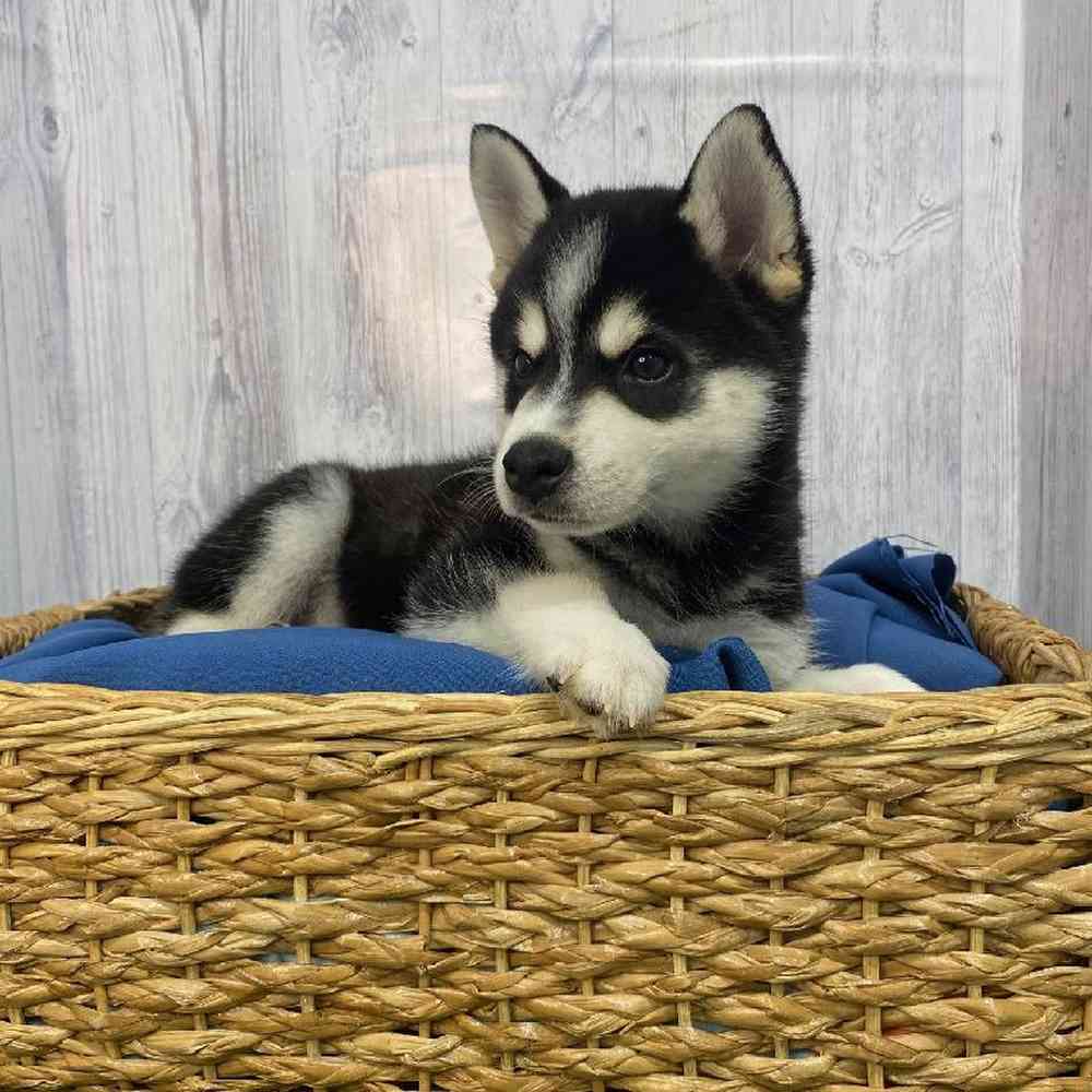 Male Alaskan Klee Kai Puppy for Sale in Saugus, MA