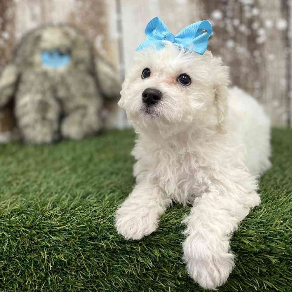Female Bichon Frise Puppy for Sale in Braintree, MA